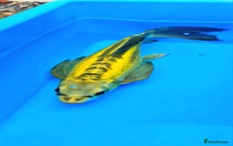 Goldfish fish for sale: GOLDFISH KOI CARP GHOST CARP BUTTERFLY KOI FISH - Image 5