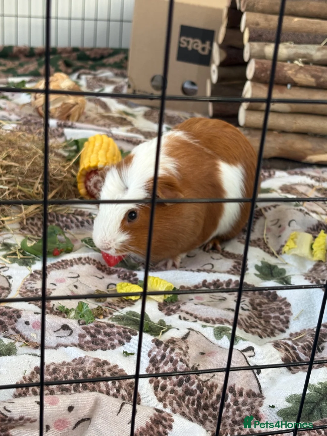 Guinea Pig rodents for sale: Male Guinea Pig - Advert 3