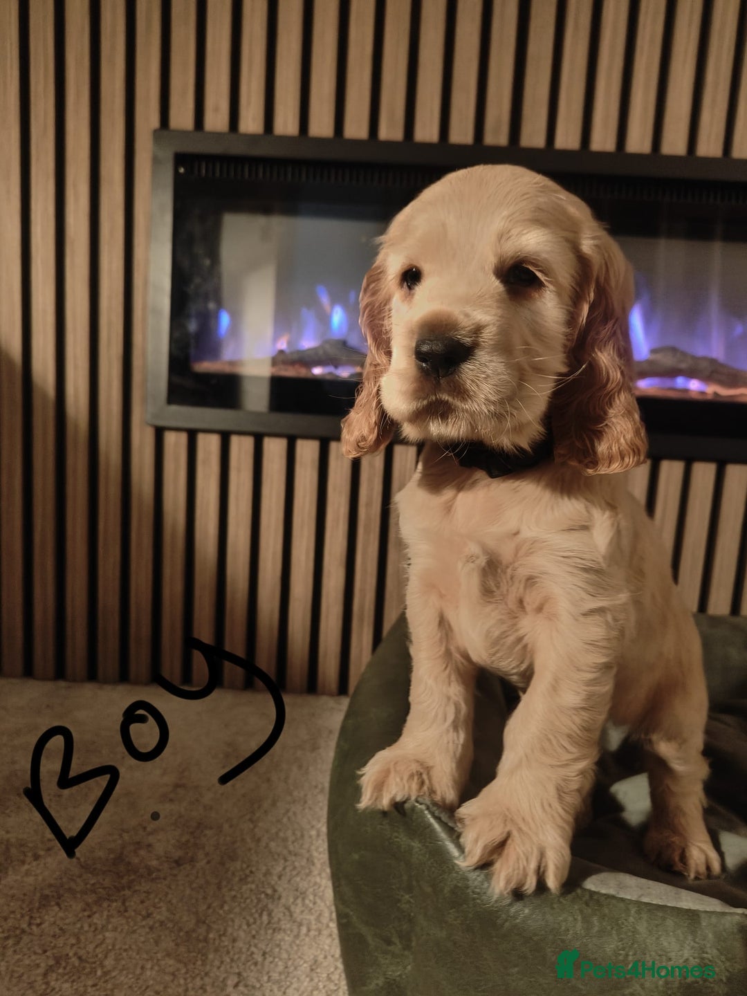 Cocker Spaniel dogs for sale: 1 boy show type cocker spaniel puppy left!!! - Advert 6