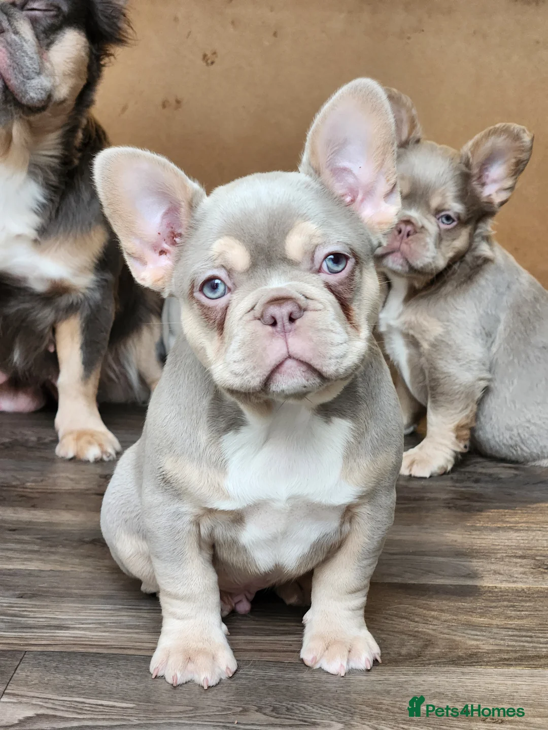 French Bulldog dogs for sale: Quality French Bulldog Puppies - Advert 10