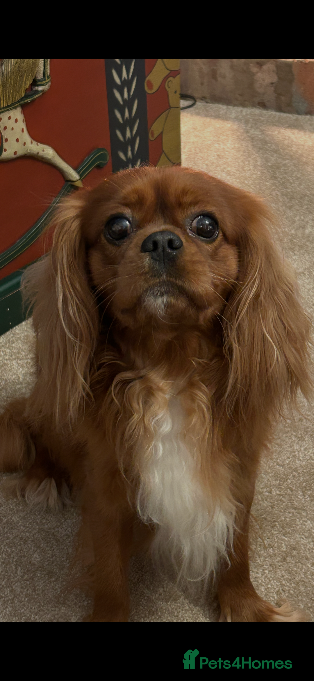 Cavalier King Charles Spaniel dogs for stud: Beautiful stud dog - Advert 1