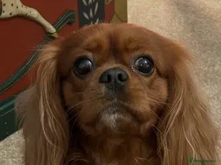 Cavalier King Charles Spaniel dogs Beautiful stud dog - Advert 1