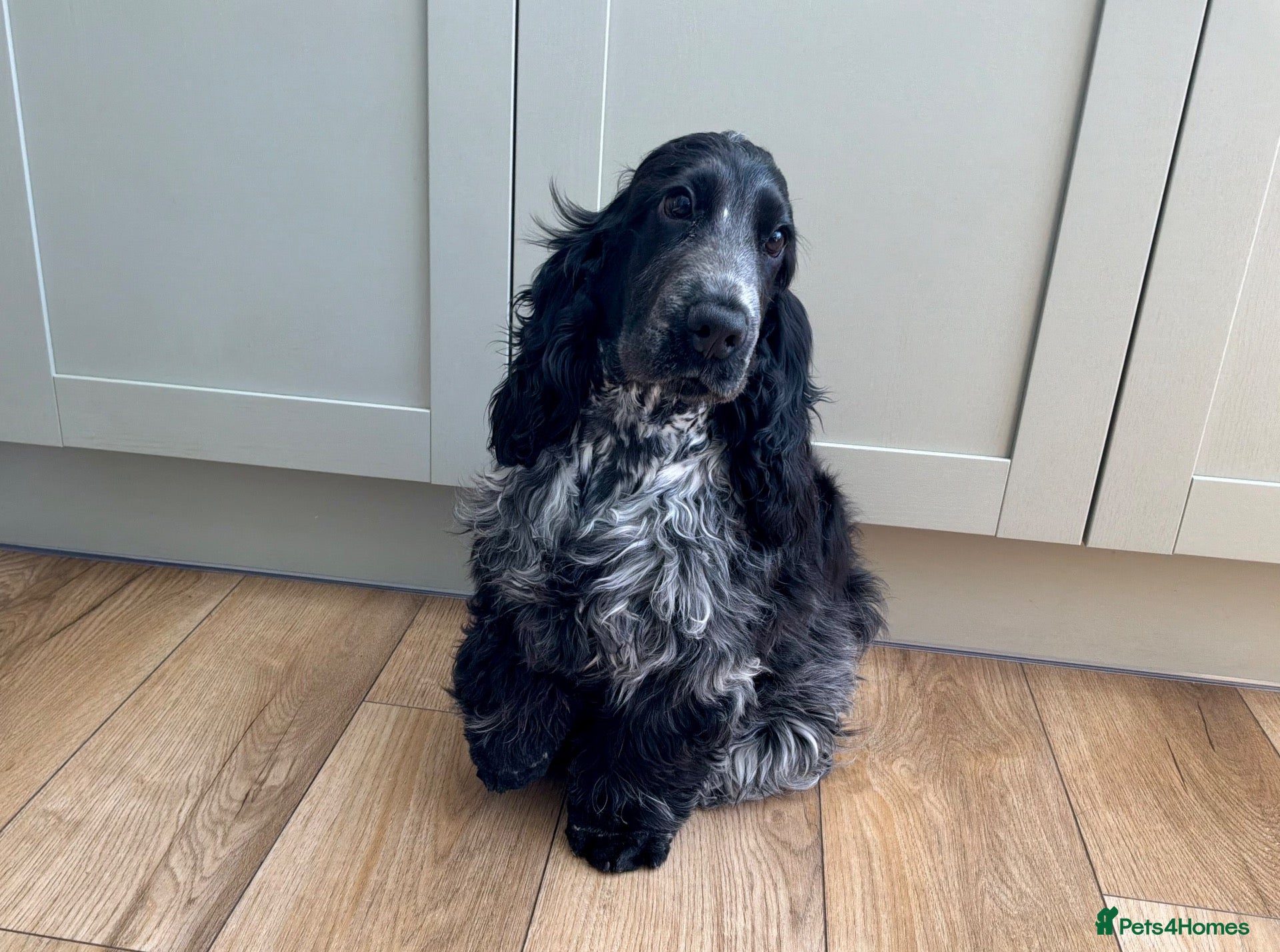 Cocker Spaniel dogs Cocker Spaniel puppy - Advert 5