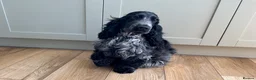 Cocker Spaniel dogs for sale: Cocker Spaniel puppy - Advert 1