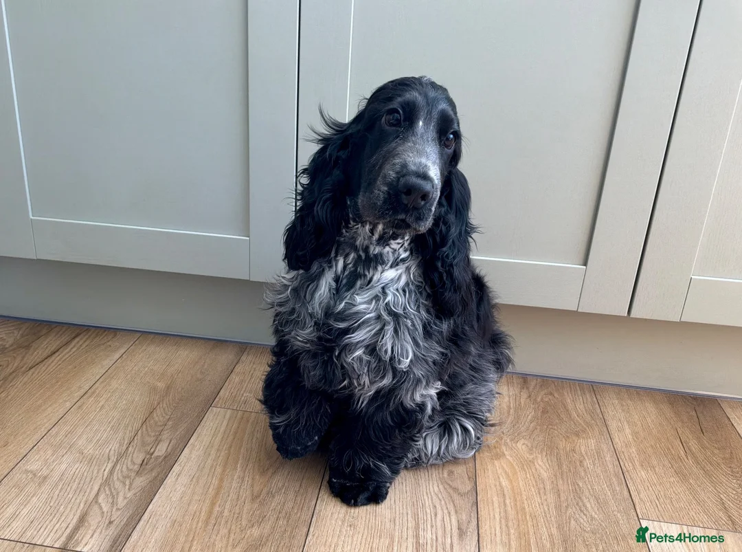 Cocker Spaniel dogs for sale: Cocker Spaniel puppy - Advert 1