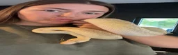 Python Snake reptiles for sale: Ball phython  - Advert 2