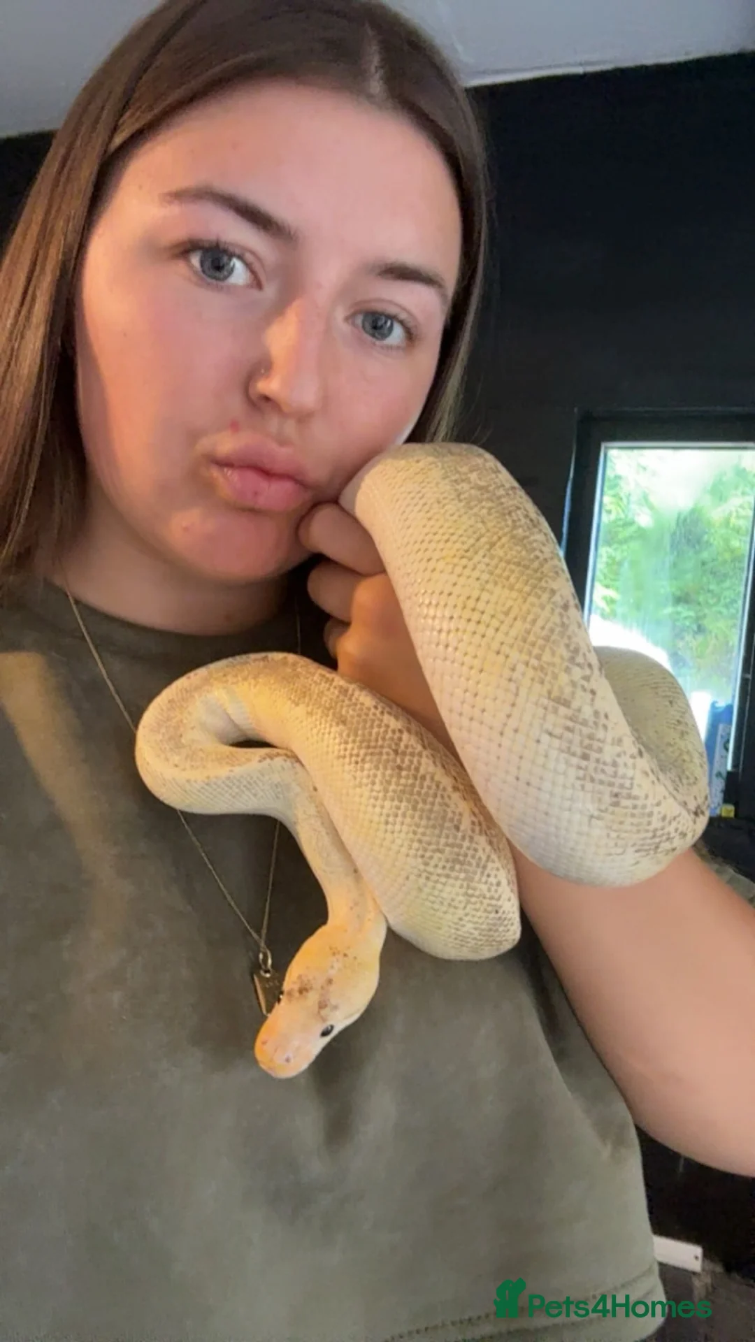 Python Snake reptiles for sale: Ball phython  - Advert 2