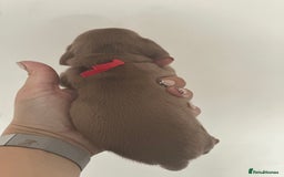 Miniature Dachshund dogs for sale: Smooth haired Miniature Dachshund - Image 6