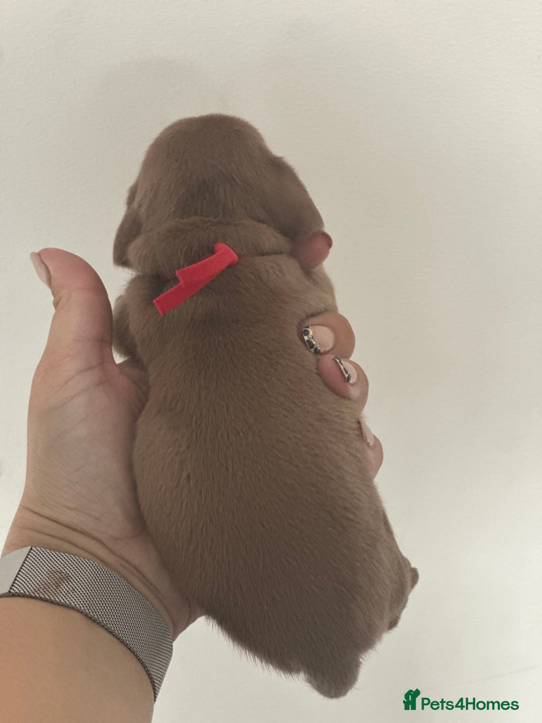 Miniature Dachshund dogs for sale: Smooth haired Miniature Dachshund - Image 6