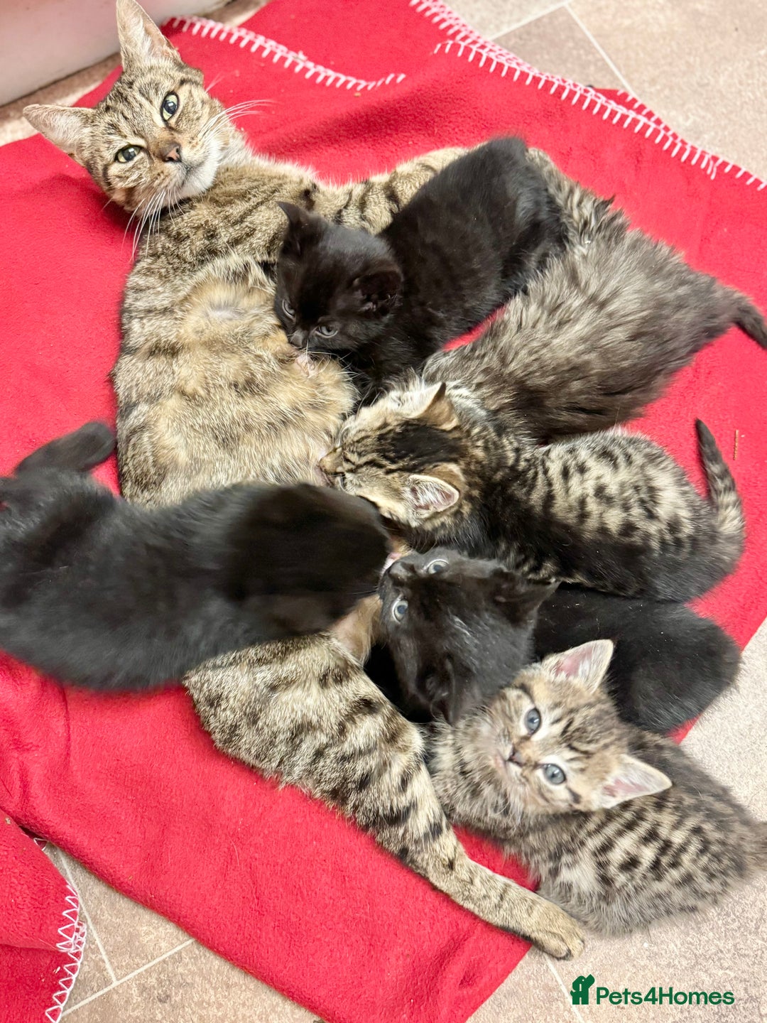 Savannah cats for sale: Stunning Savannah Cross kittens, ready now - Advert 2