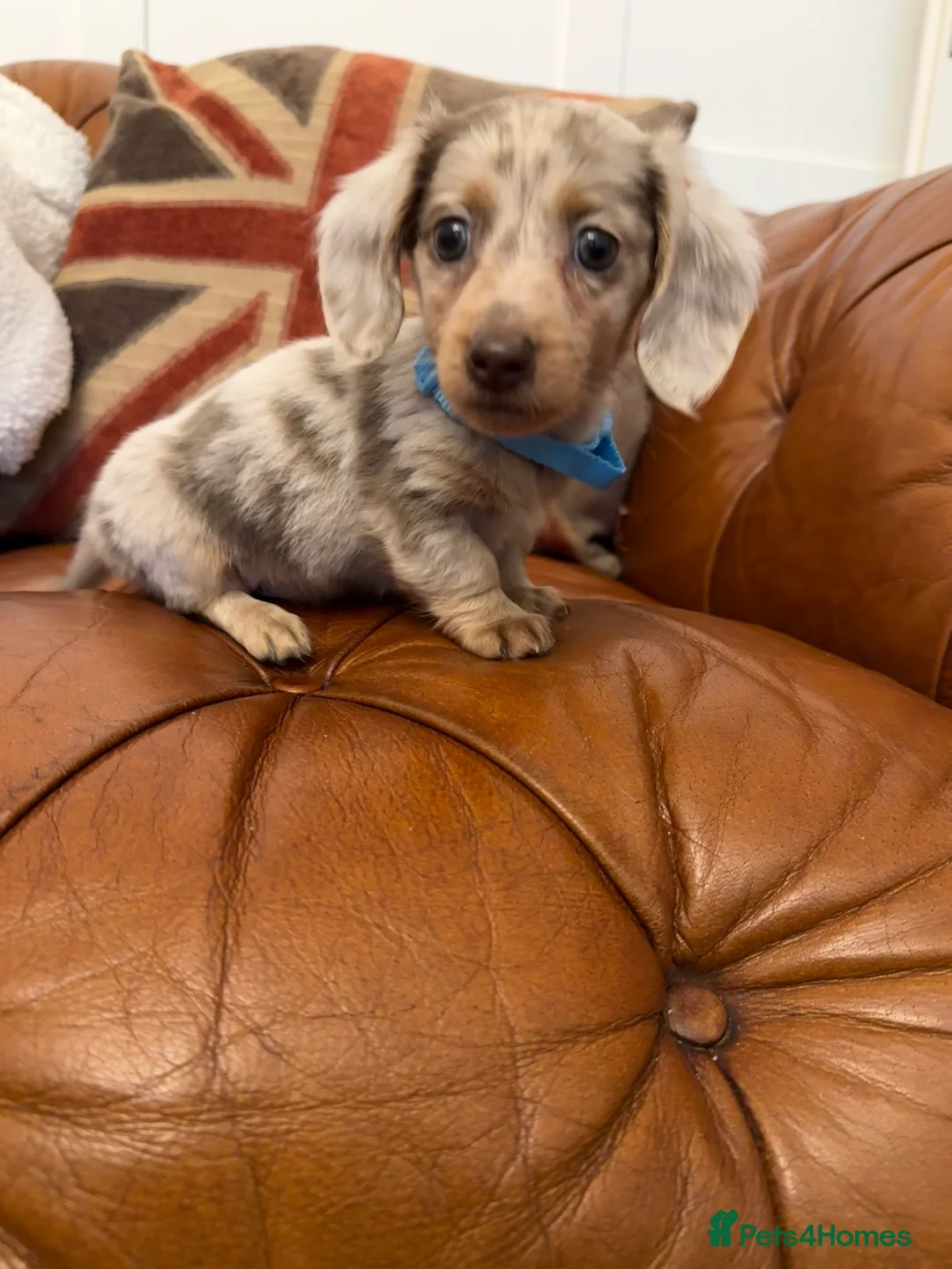 Miniature Dachshund dogs for sale: Stunning Pups 5 ⭐ Star Licensed 5 ⭐ Reviews!  - Advert 10