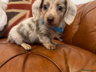 Miniature Dachshund dogs Stunning Pups 5 ⭐ Star Licensed 5 ⭐ Reviews! - Advert 10