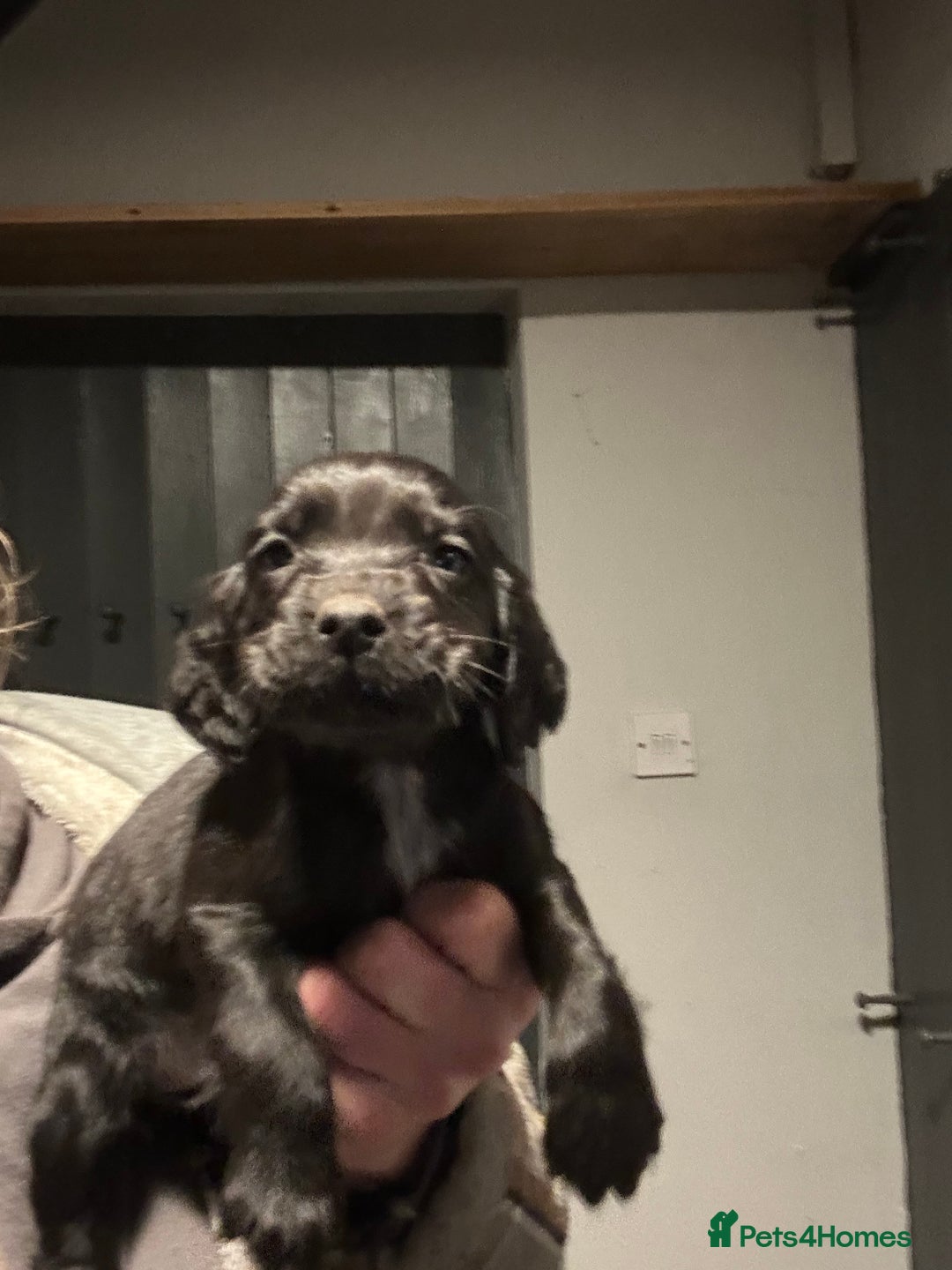 Cocker Spaniel dogs for sale: Kc reg Cocker bitch. Black Ready TODAY - Advert 13