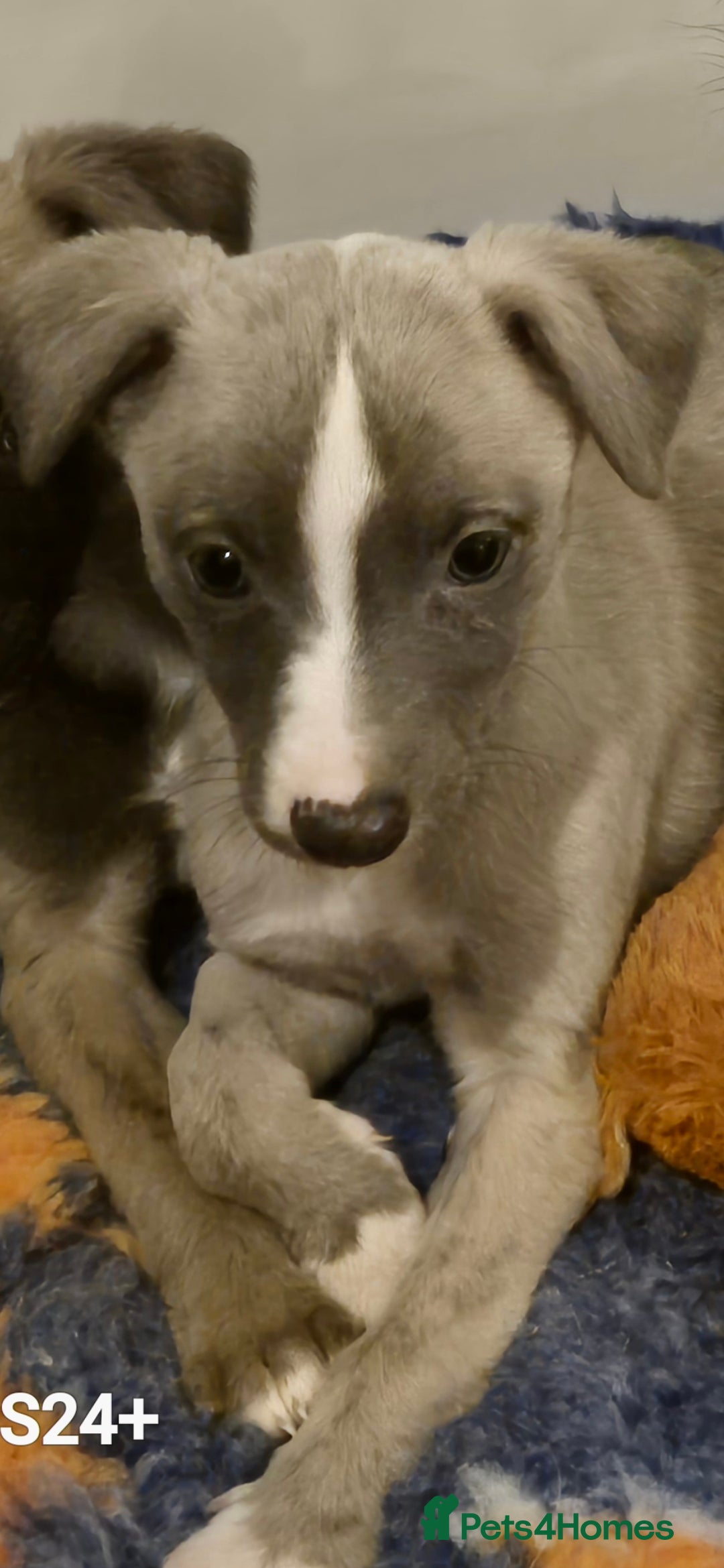 Whippet dogs for sale: Stunning whippet puppies  - Advert 20