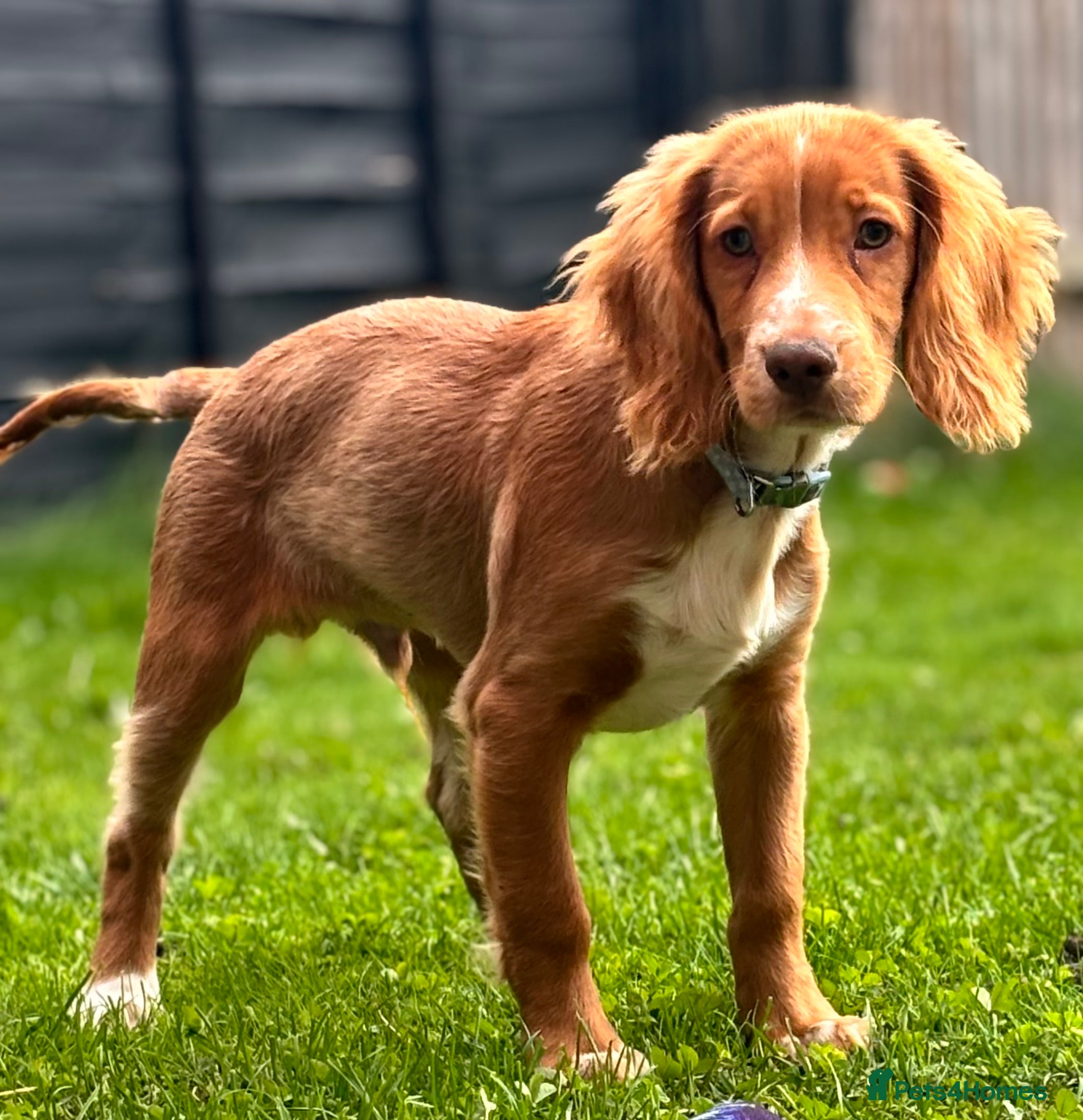 Cocker Spaniel dogs Nearly 2 year old cocker spaniel  - Advert 1