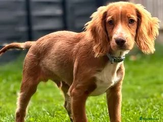 Cocker Spaniel dogs Nearly 2 year old cocker spaniel - Advert 16