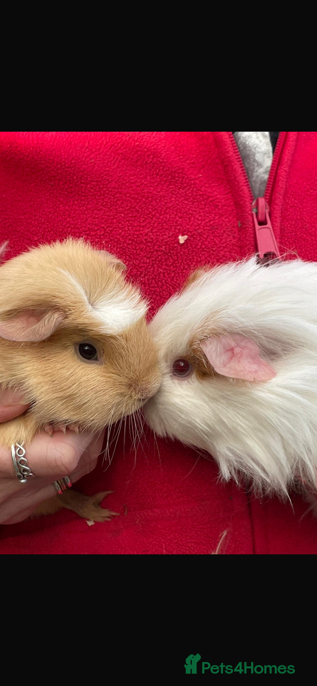 Guinea Pig rodents for sale: 2 female guinea pigs for sale  - Advert 1
