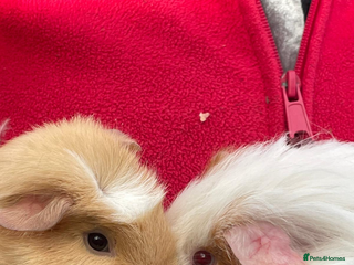 Guinea Pig rodents 2 female guinea pigs for sale - Advert 1