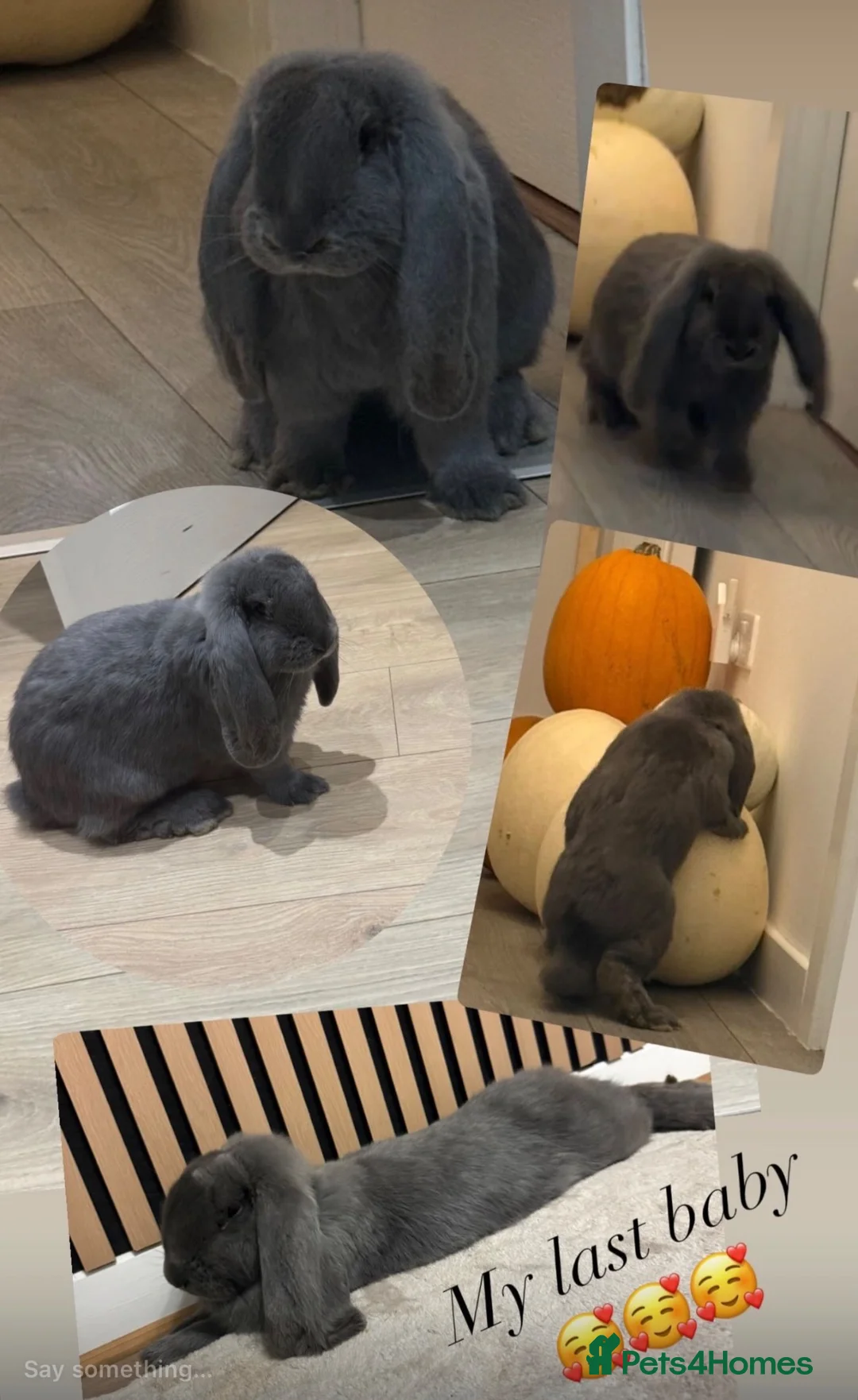 French Lop rabbits for sale: Giant French lops last one   - Advert 1