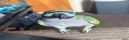 Parrots birds for sale: Tame Lord Derbyran parrot - Advert 9