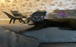 Domestic Shorthair cats for sale: Beautiful sisters looking for a new home  - Image 6