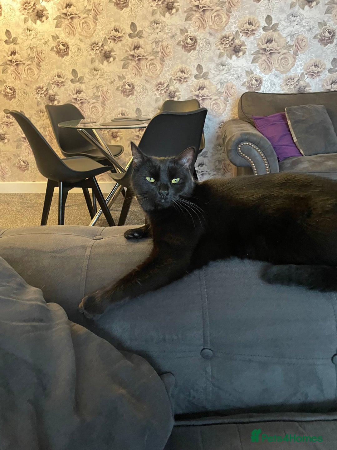 Domestic Shorthair cats for sale: Beautiful sisters looking for a new home  - Image 6