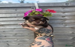 Chihuahua dogs for sale: Beautiful chocolate Chihuahua puppies  - Image 1
