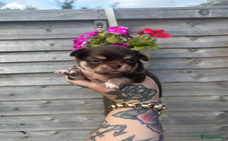 Chihuahua dogs - Advert 1