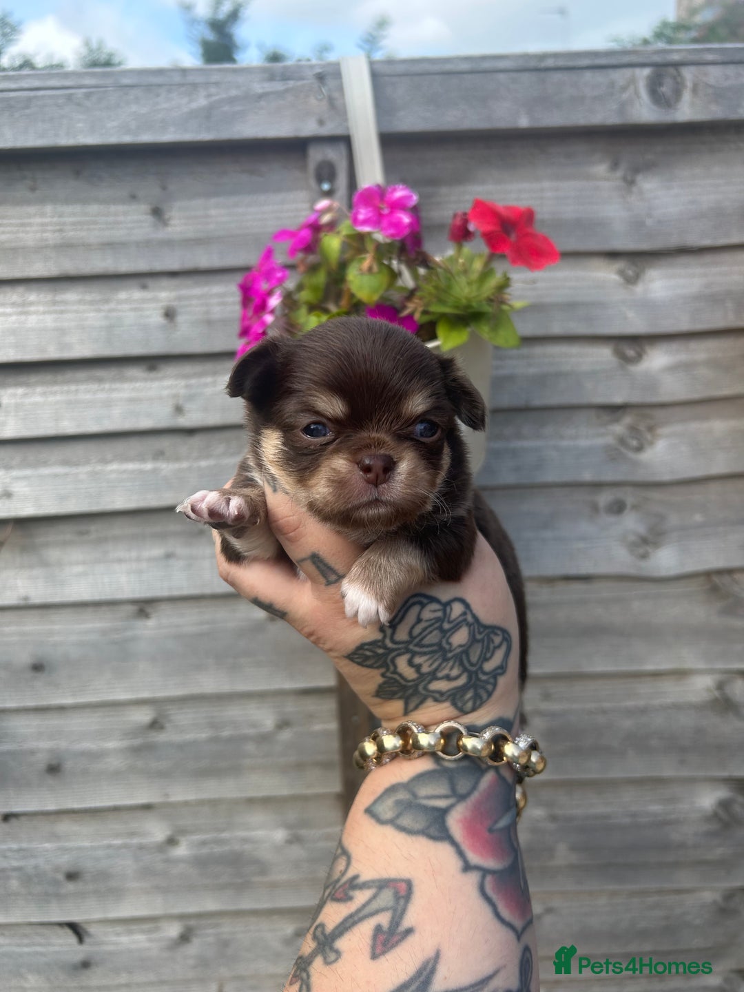 Chihuahua dogs for sale: Beautiful chocolate Chihuahua puppies  - Image 1