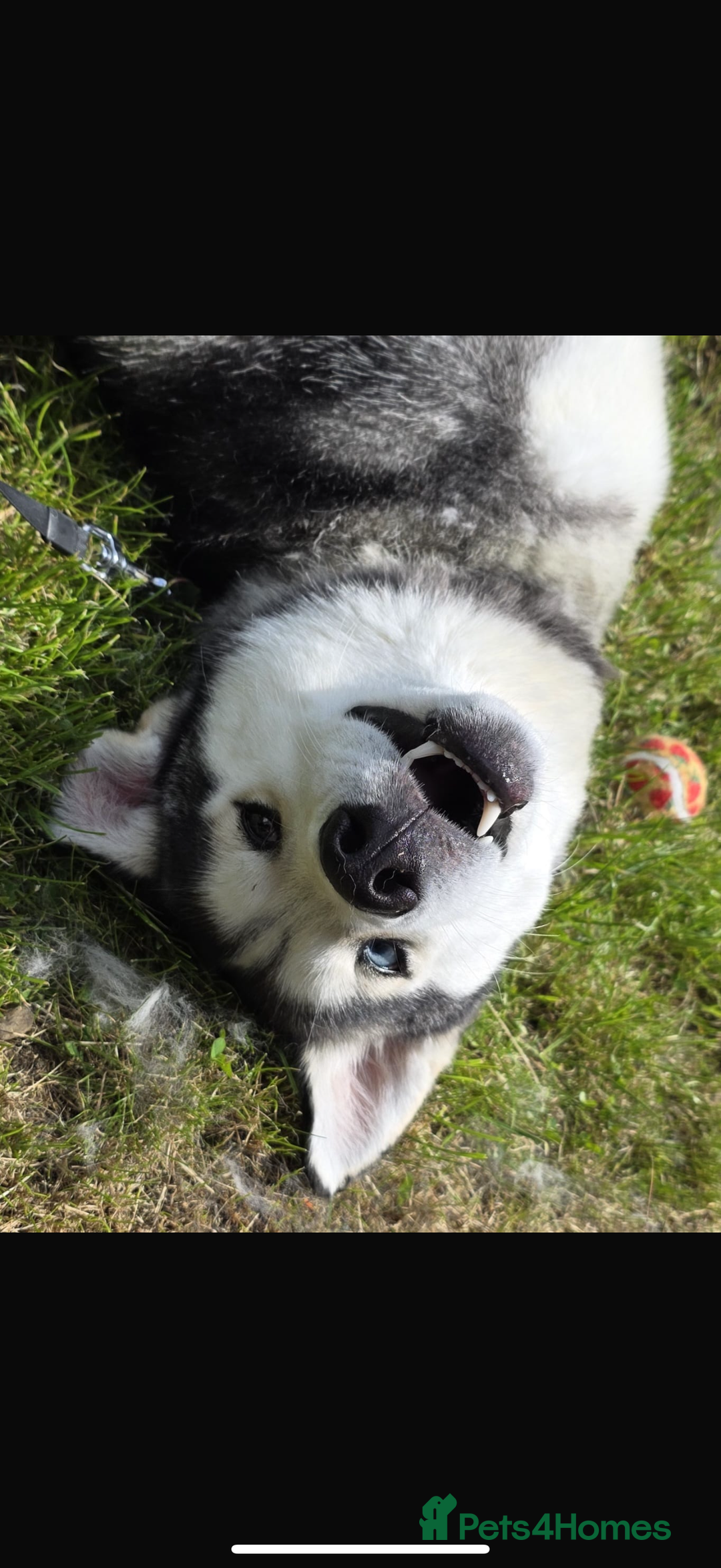 Siberian Husky dogs for stud: Siberian husky for stud  - Advert 5