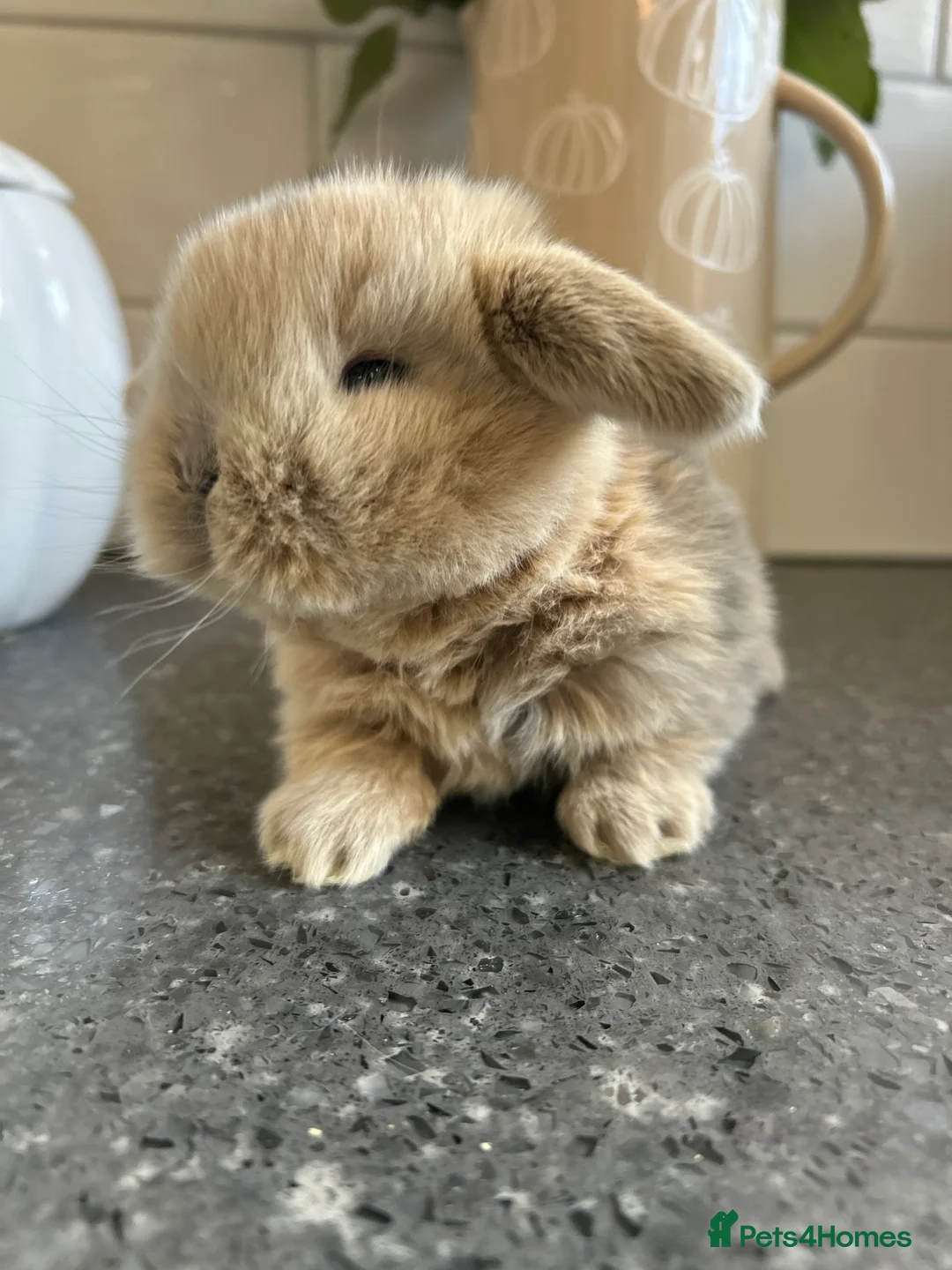 Mini Lop rabbits for sale: Two Mini Lop Boys - Ready 1st April - Advert 5