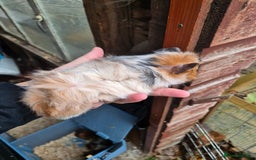 Guinea Pig rodents for sale: Gorgeous purebred baby Abyssinian guinea pigs - Advert 2