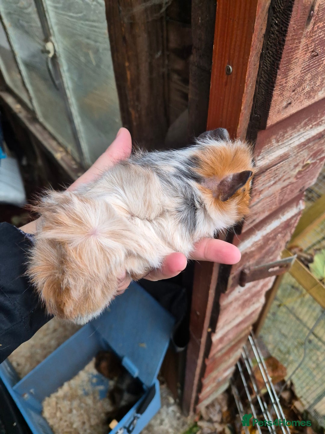 Guinea Pig rodents for sale: Gorgeous purebred baby Abyssinian guinea pigs - Advert 2