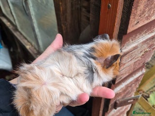 Guinea Pig rodents Gorgeous purebred baby Abyssinian guinea pigs - Advert 1