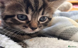 Domestic Shorthair cats for sale: Lovely kittens flea-treated;litter trained;wormed. - Advert 5