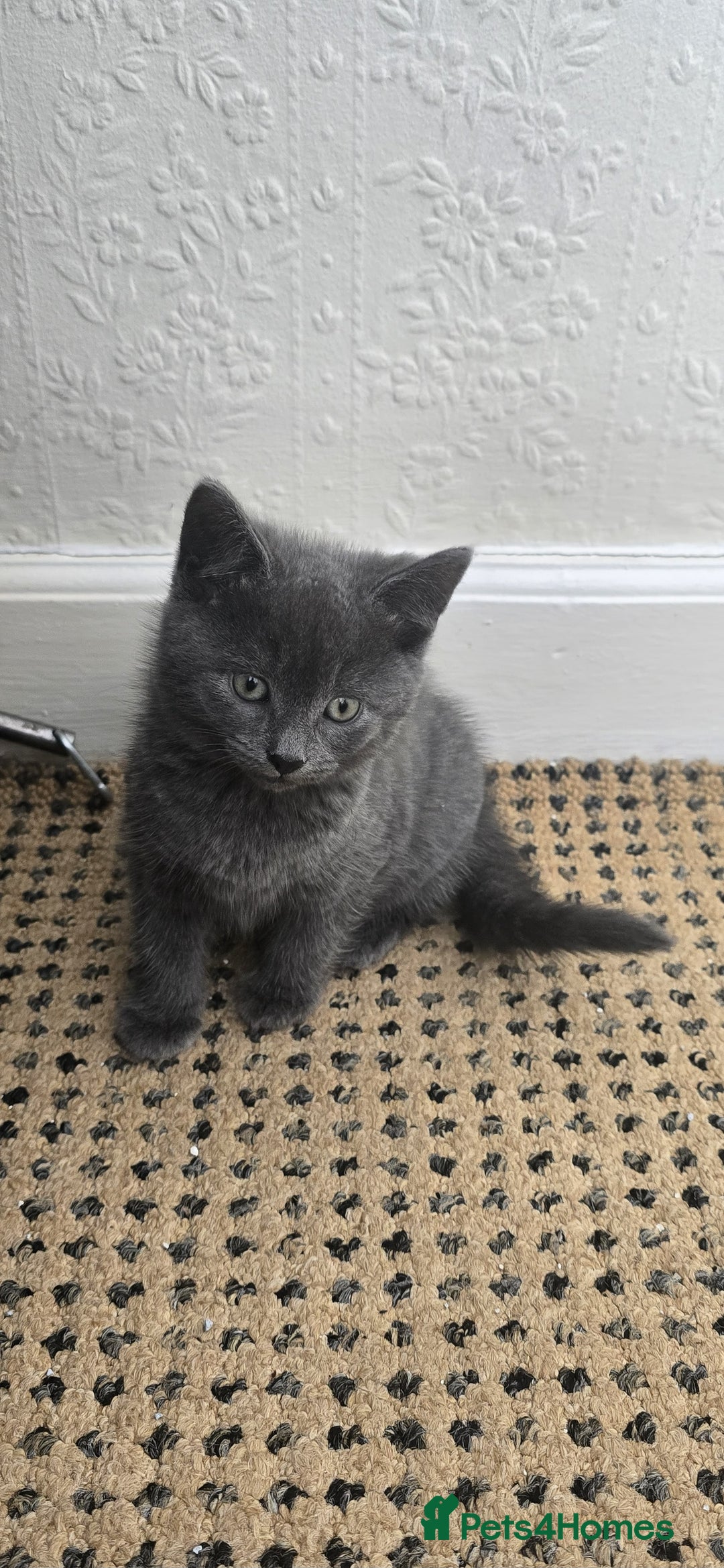 Russian Blue cats for sale: Gorgeous Russian Blue kittens - Image 19