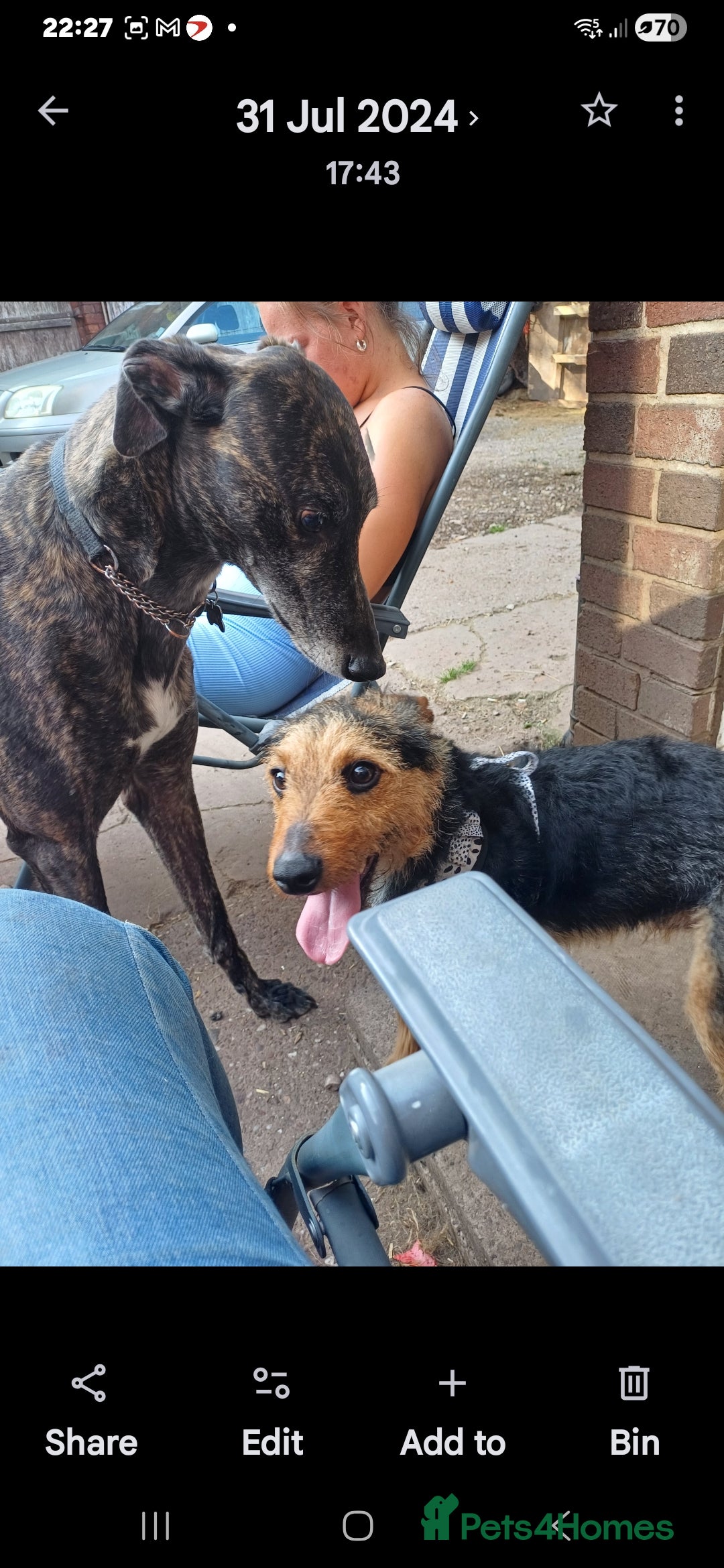 Greyhound dogs for sale: Ex racer looking for a new sofa - Advert 9