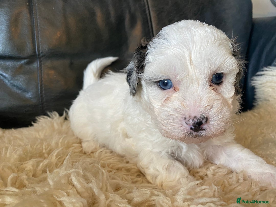 Shihpoo dogs for sale: Adorable F1 ShihPoo puppies in Faversham - Image 10