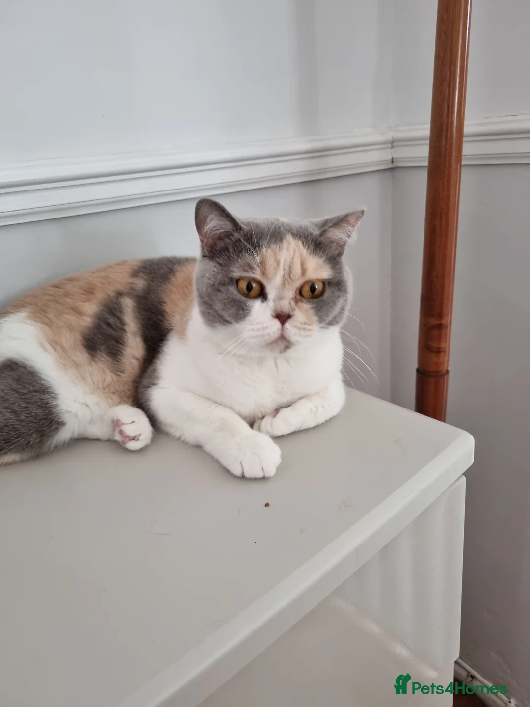 British Shorthair cats for sale: Tri colour British Shorthair  - Advert 13