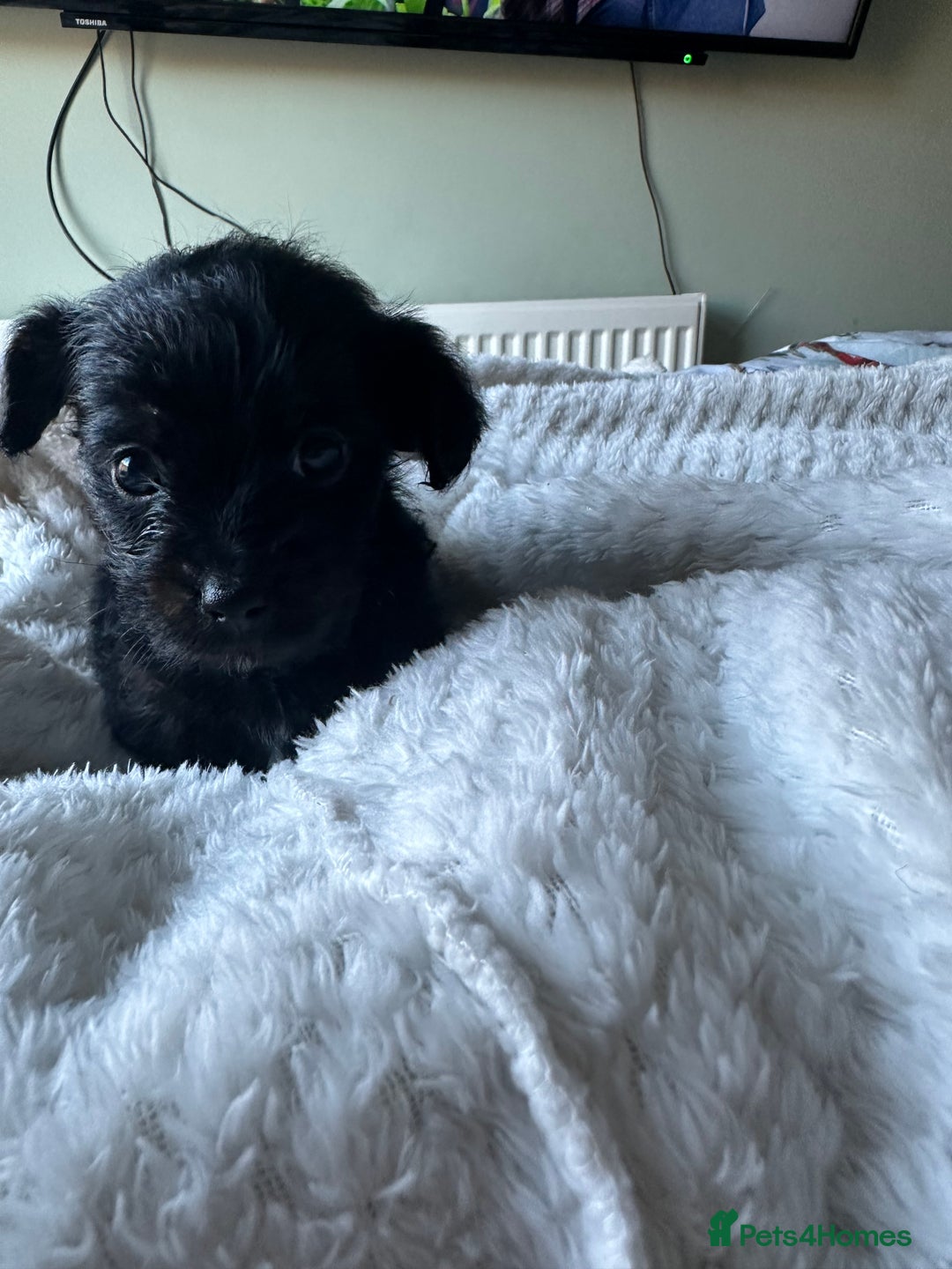 Mixed Breed dogs for sale: Yorkiepoo - Advert 5