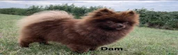 Pomeranian dogs for sale: Orange Sable Girl  - Advert 2