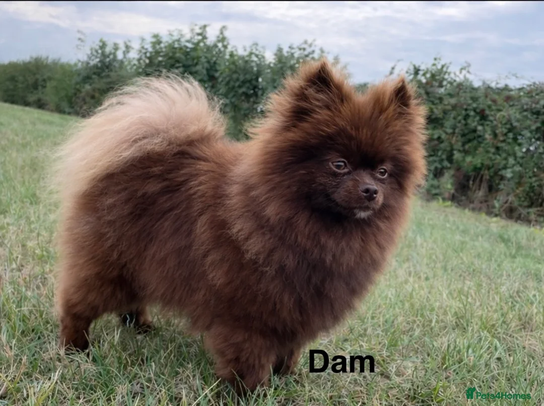 Pomeranian dogs for sale: Orange Sable Girl  - Advert 2