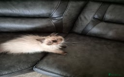 Tibetan cats for sale:  2 males  - Advert 4