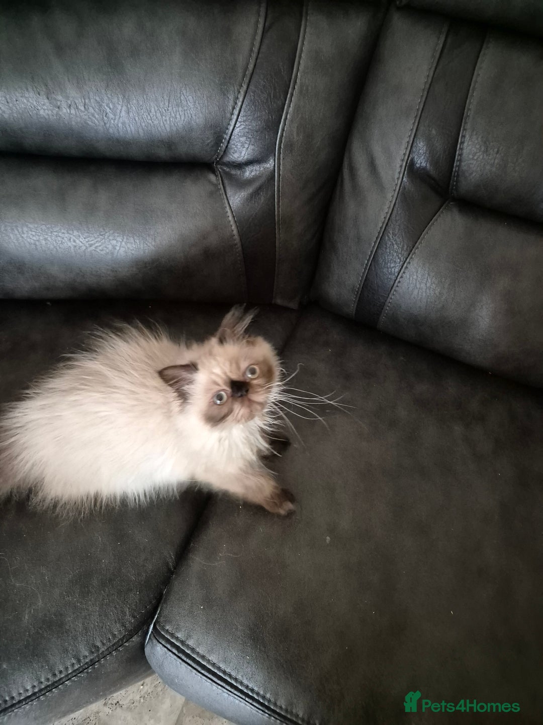 Tibetan cats for sale:  2 males  - Advert 4