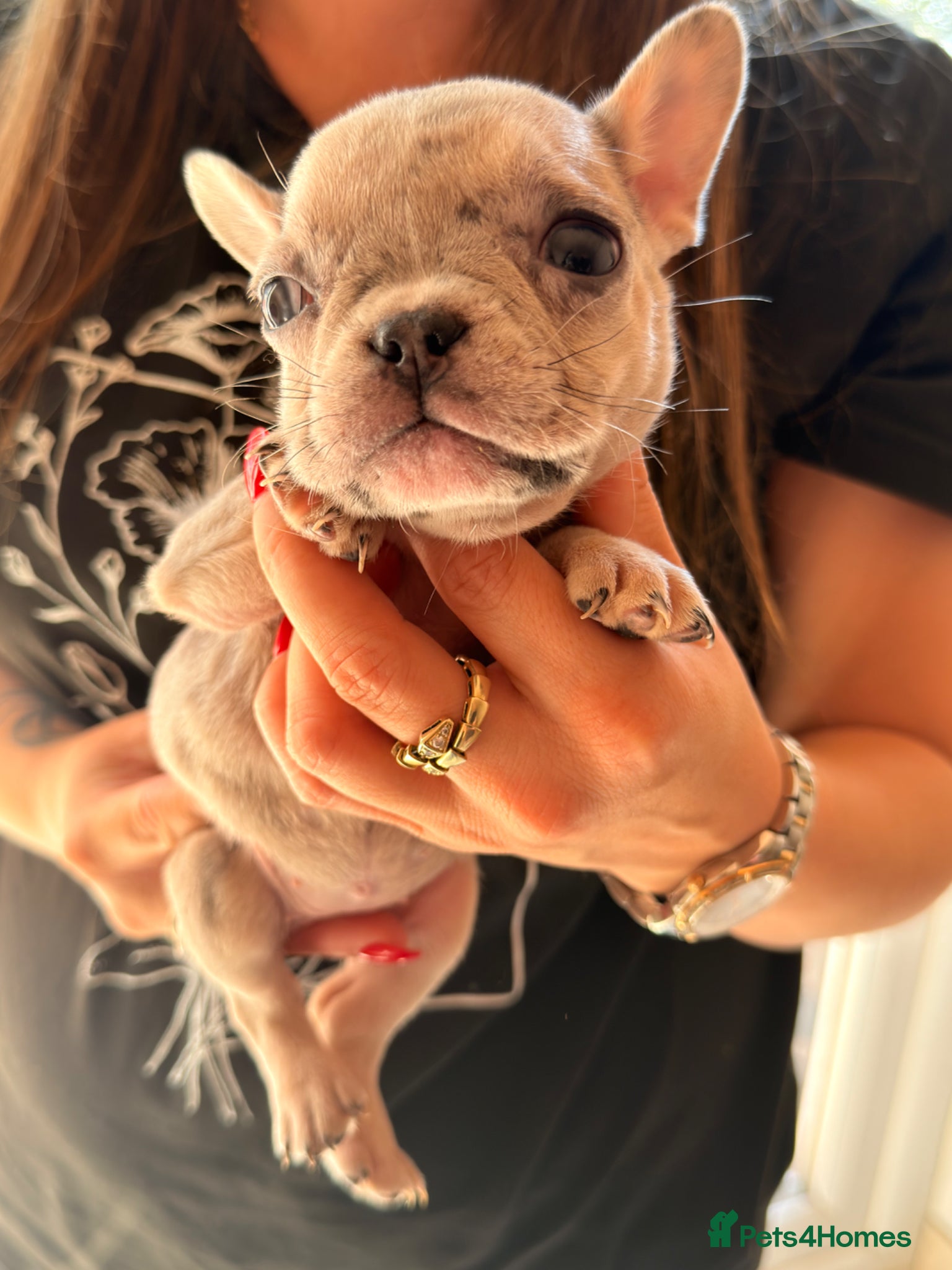 French Bulldog dogs French bulldog puppies  - Advert 2