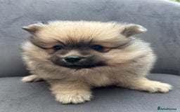 Pomeranian dogs for sale: Pomeranian puppies - Advert 18