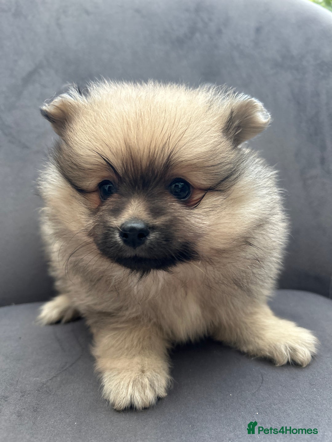 Pomeranian dogs for sale: Pomeranian puppies - Advert 18
