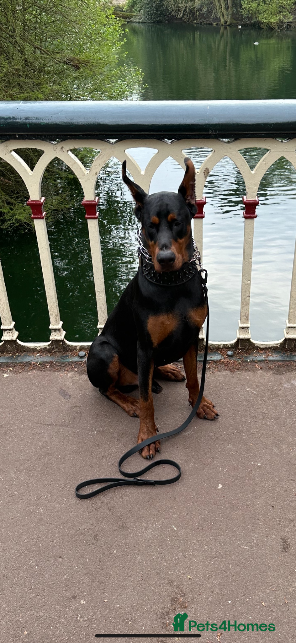 Dobermann dogs Doberman Stud–Excellent Temperament & Well Trained - Advert 1