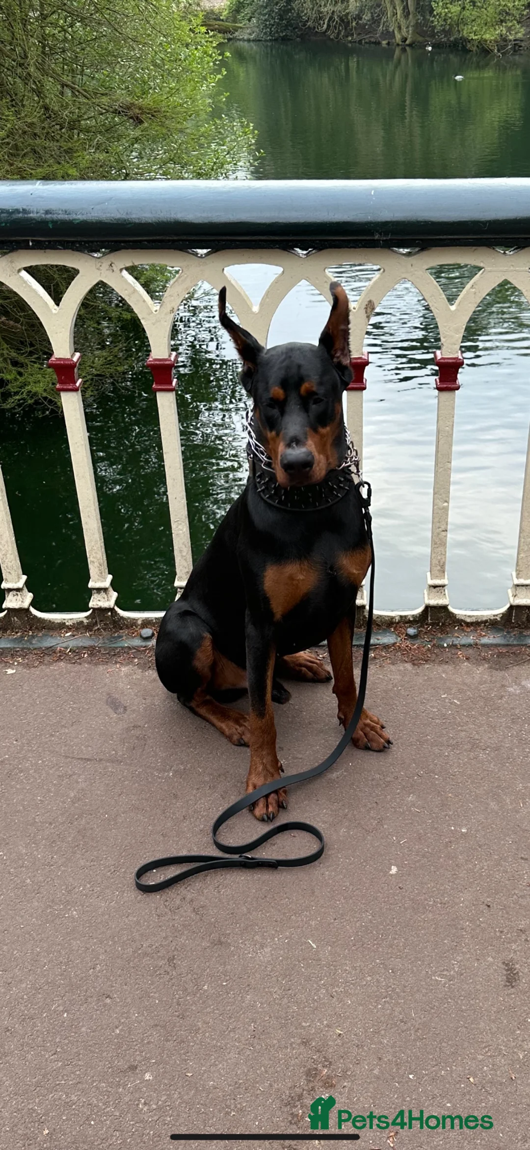 Dobermann dogs for stud: Doberman Stud–Excellent Temperament & Well Trained - Advert 2