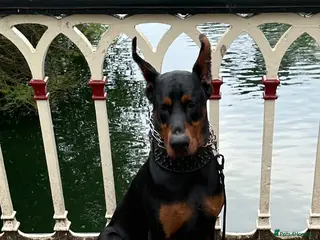Dobermann dogs Doberman Stud–Excellent Temperament & Well Trained - Advert 1